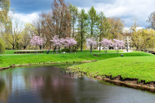 istock Sakura Flower or Cherry Blossom With Beautiful Nature Background. 956569478
