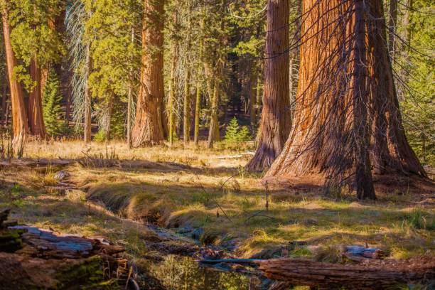 istock The Giant Sequoias Place 956569776