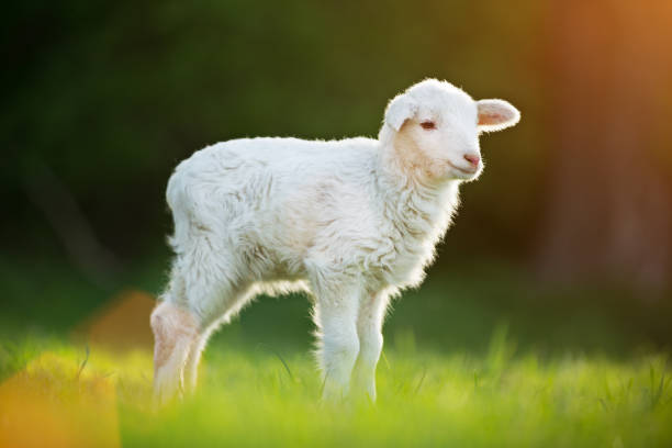 istock cute little lamb on fresh green meadow 956569996