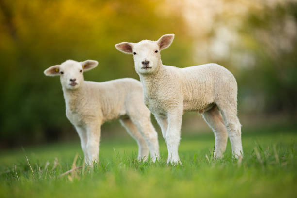 istock cute little lambs on fresh green meadow 956570220