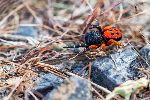 istock Ladybird spider or Eresus kollari close 956570334