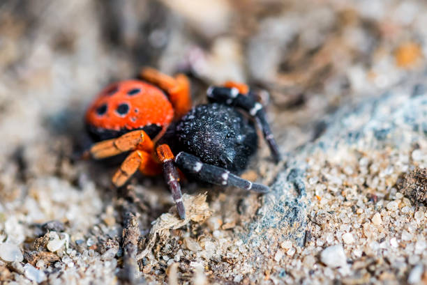 istock Ladybird spider or Eresus kollari close 956570474