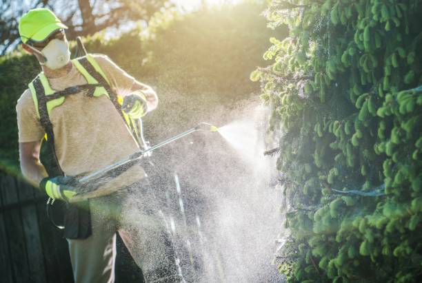 istock Pesticide Plants Spraying 956577082