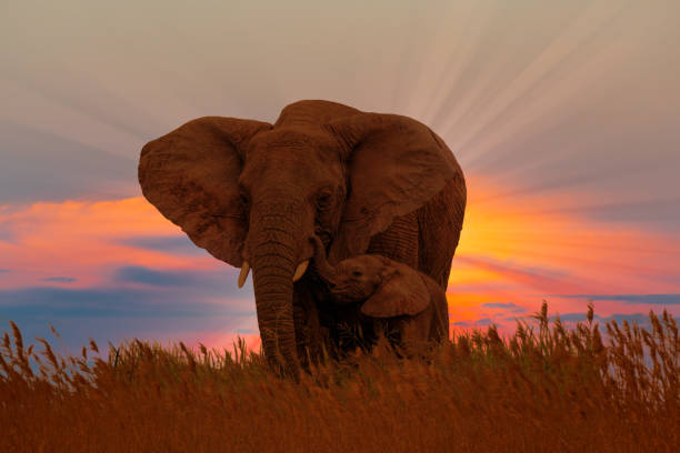 African female elephant with baby at the sunrise African female elephant with baby at the sunrise in wild serengeti elephant conservation stock pictures, royalty-free photos & images