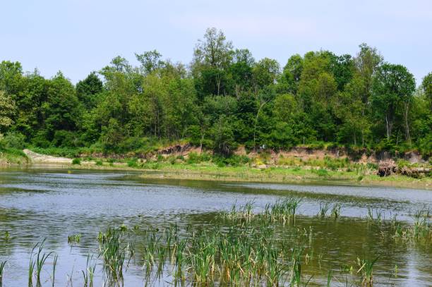 istock the green coast of the river 956579470