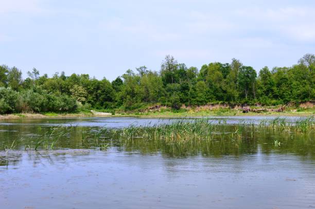 istock the green coast of the river 956579830