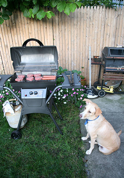 Dog Sitting at Barbecue stock photo