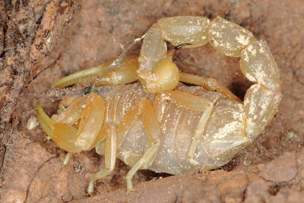 istock closeup of an european scorpion, Buthus. 956609436