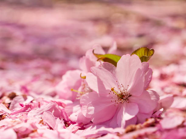 istock Apple flowers on the ground covered with petals 956609582