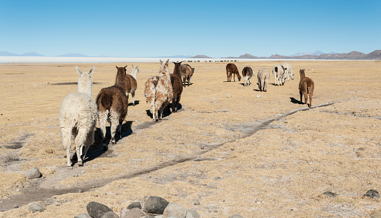 Llamas in the vicinity of Tahua village in Bolivia - Salar de Uyuni in the background, South America