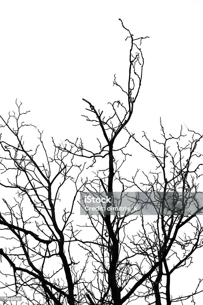木のシルエット - カラー画像のロイヤリティフリーストックフォト
