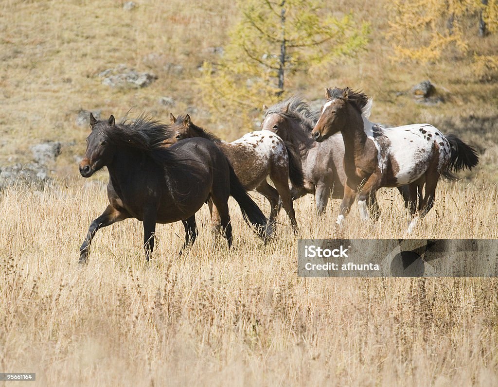 Moteado y manada de caballos - Foto de stock de Agujero libre de derechos