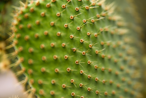 close up  Ferocactus/ Fishhook cactus flower blooming
