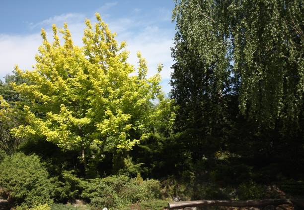 istock light green leaves of hornbeam (Carpinus betulus) 956614012