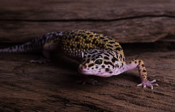 istock Leopard gecko's on natural wood background 956614740