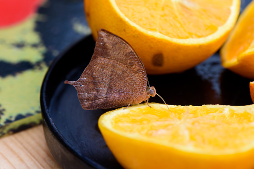 Butterfly Kallima Paralekta (Indian leafwing or Malayan leafwing) eats orange fruit
