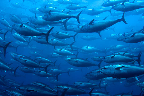 großer thunfisch im netz - fischereiindustrie stock-fotos und bilder