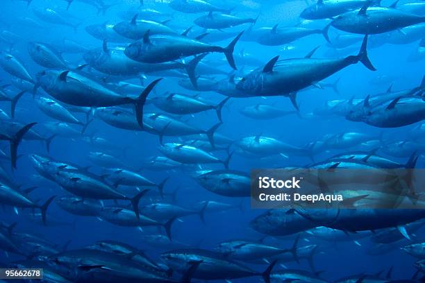 Bluefin Tuna In Net Stock Photo - Download Image Now - Fishing Industry, Sea, Aquaculture