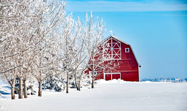 istock Large red barn in winter snow 956630860