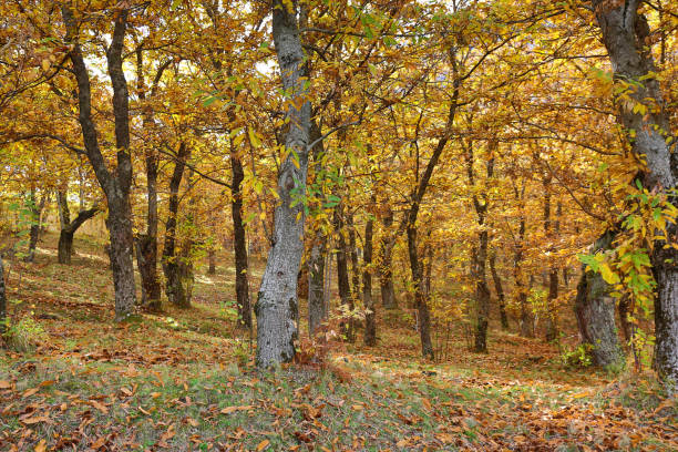 Autumnal view of a chestnut forest in Italy. Hdr image.