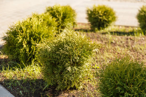 istock small bushes on the lawn, thuja bushes. 956638440