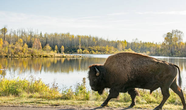 Bison close-up and prairie lake background