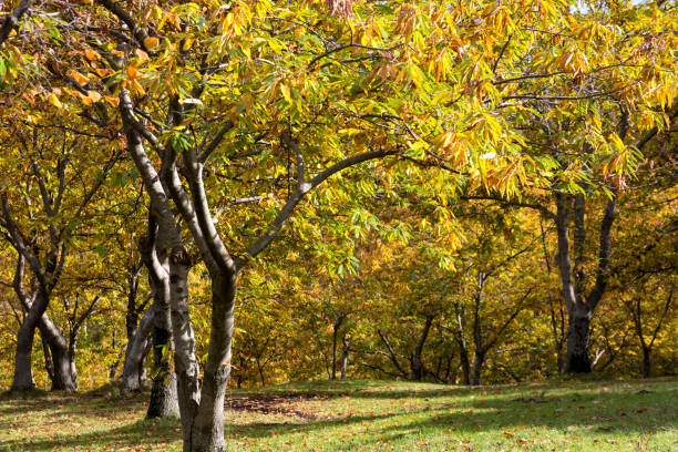 Autumnal view of a chestnut forest in Italy