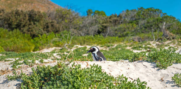 istock African Penguin Panorama in South Africa 956644576