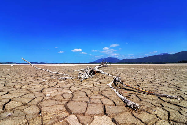 istock An old tree in a dried up lake in Bavaria 956648300