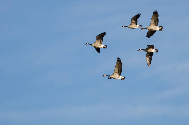 istock Flock of Canada Geese Flying in a Blue Sky 956652012