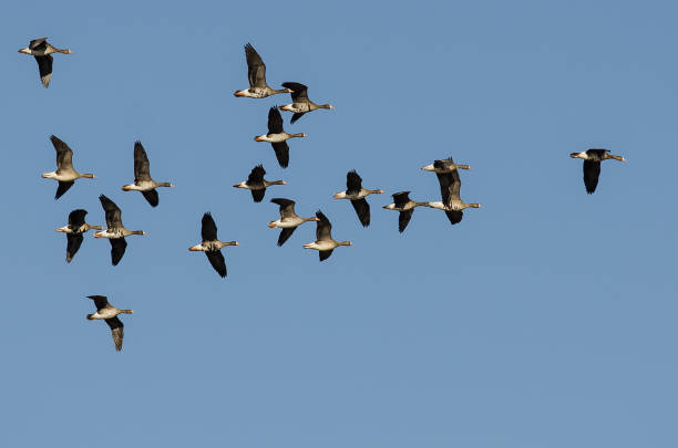 istock Flock of Greater White-Fronted Geese Flying in a Blue Sky 956652034