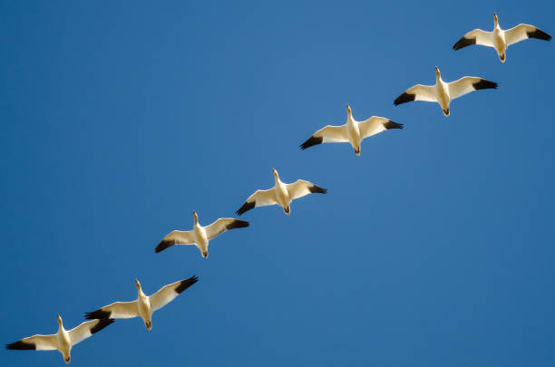 istock Flock of Snow Geese Flying in a Blue Sky 956652074