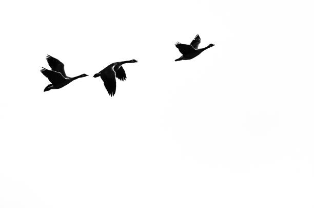 istock Three Canada Geese Silhouetted on a White Background as they Fly 956652172