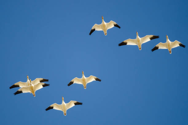istock Small Flock of Snow Geese Flying in a Blue Sky 956652258