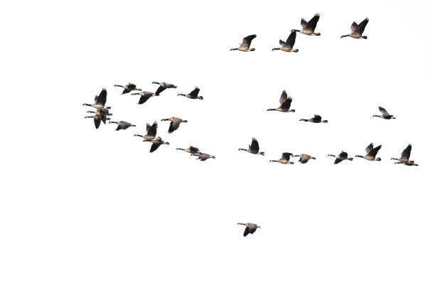 istock Large Flock of Canada Geese Flying on a White Background 956652350