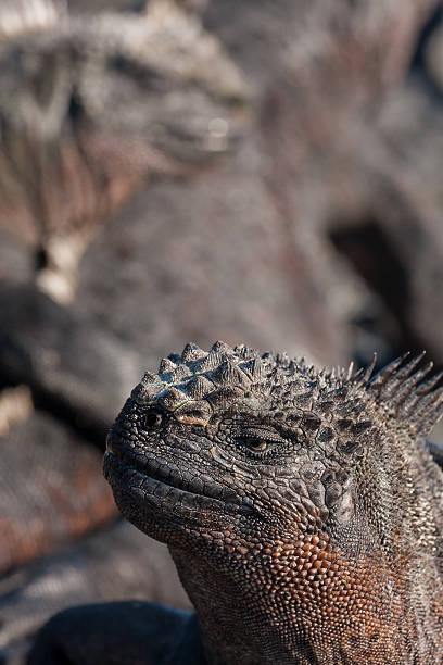 istock Marine iguana and friends 95665384