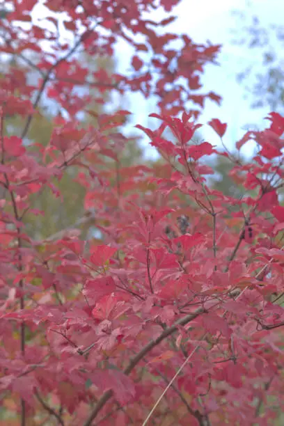 wild rose branch with red leaves, ready for fall