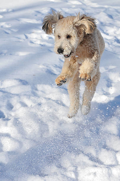 istock Shaggy Dog Jumping in the Snow 95665571