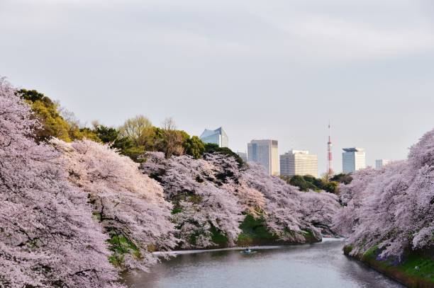 istock Cherry blossoms at Chidorigafuchi, Tokyo, Japan 956657006
