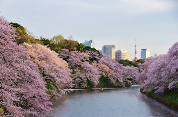 istock Cherry blossoms at Chidorigafuchi, Tokyo, Japan 956657048