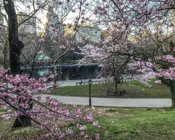 istock Central Park, New York City spring 956657888