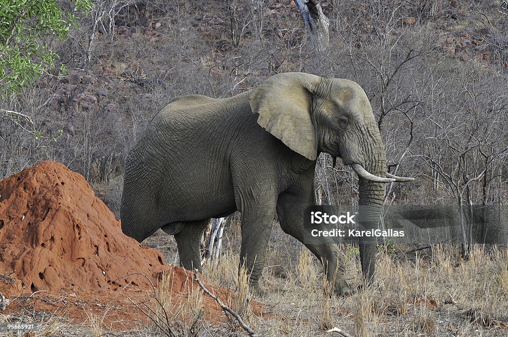 Elefante y termitary - Foto de stock de Termitero libre de derechos
