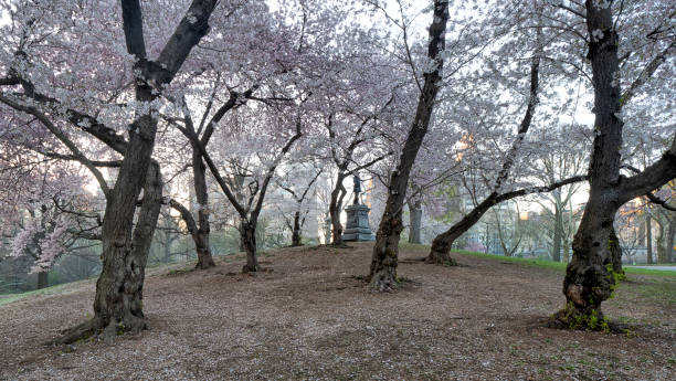istock Central Park, New York City spring 956660664