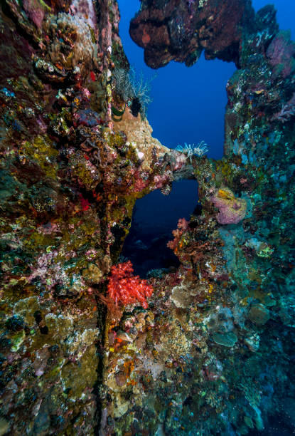 istock Coral reef off coast of Bali 956660842