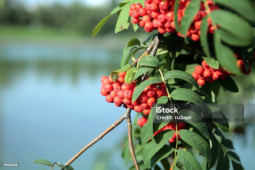 ashberry avec leafs - Photo de Arbre libre de droits