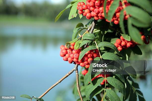 Photo libre de droit de Ashberry Avec Leafs banque d'images et plus d'images libres de droit de Arbre - Arbre, Branche - Partie d'une plante, Couleur verte