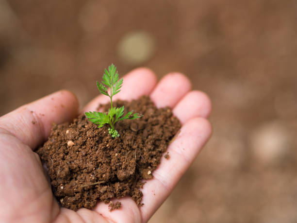 istock hand held soil and newly opened plant 956662780