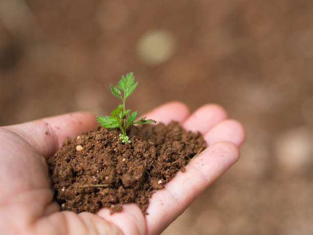 istock hand held soil and newly opened plant 956662842