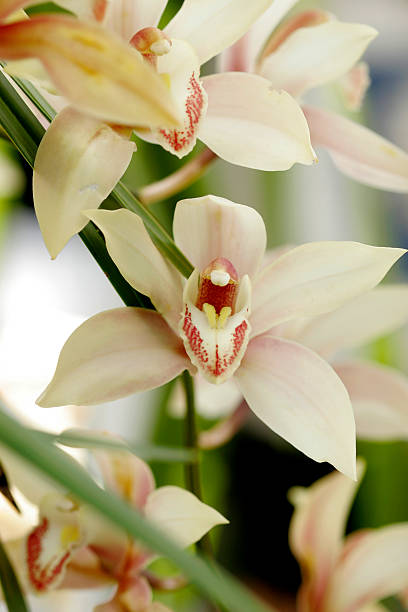 Cymbidium orchids stock photo