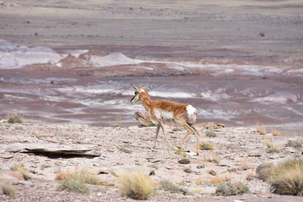 deserto dipinto vicino a holbrook arizona - holbrook foto e immagini stock